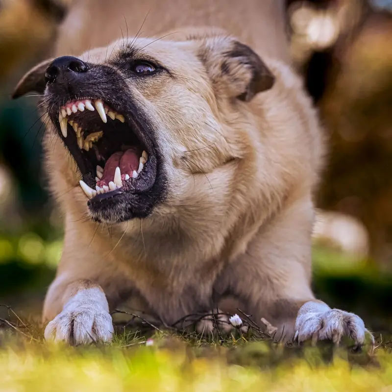 Perro agresivo mostrando los dientes
